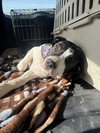 Linus - Photo 3