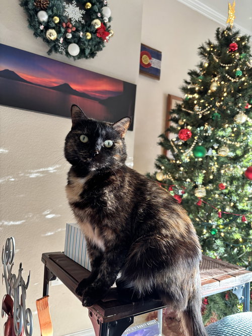 CRABAPPLE - Domestic Short Hair available for adoption