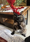 Crabapple - Photo 2