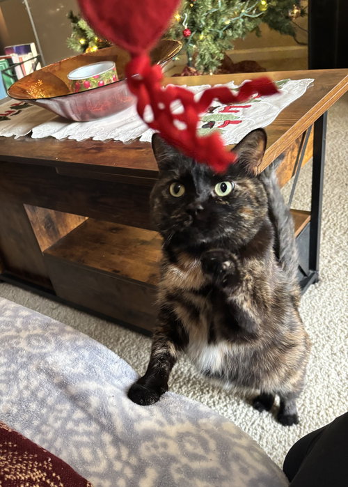 CRABAPPLE - Domestic Short Hair available for adoption