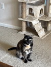 Crabapple - Photo 2