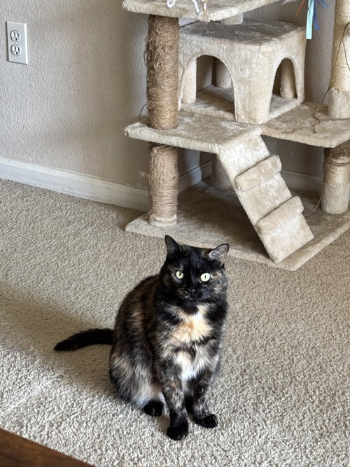 CRABAPPLE - Domestic Short Hair available for adoption