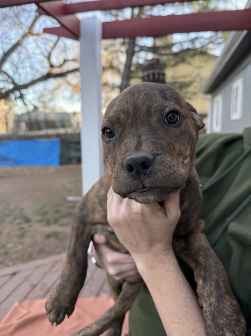 DAFFY DUCK - Pit Bull Terrier available for adoption