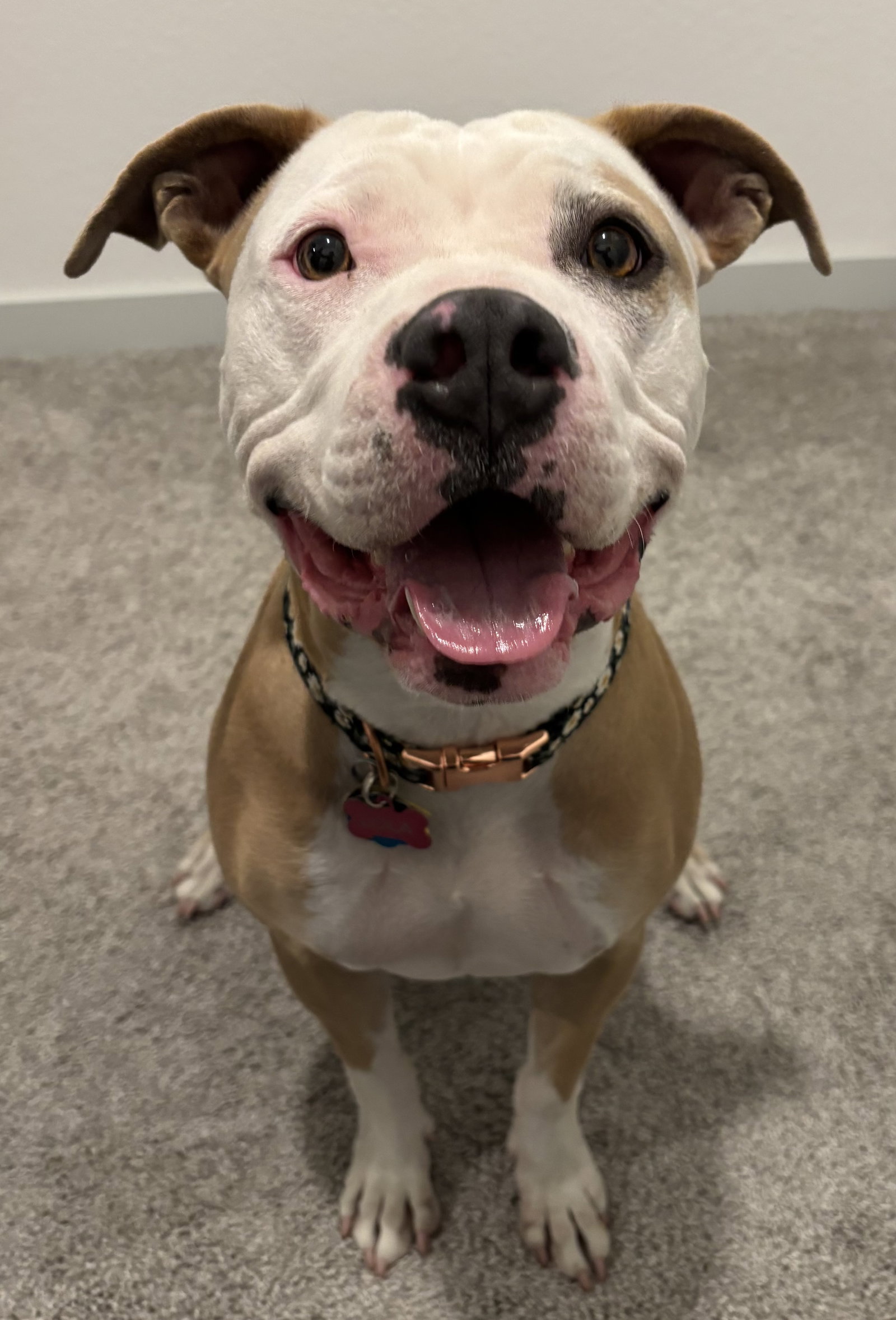 Lola Image