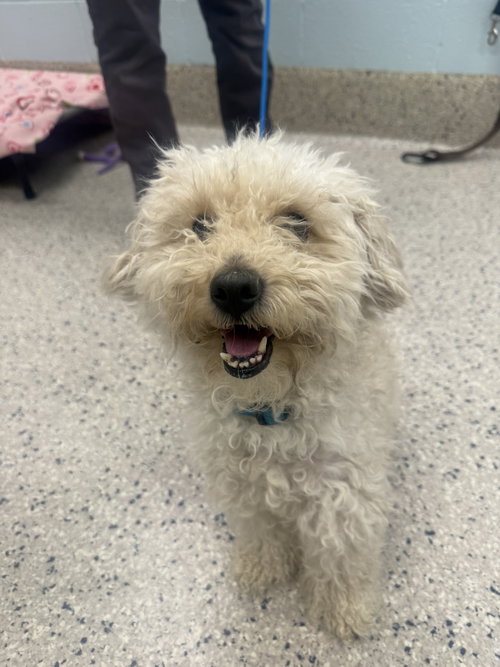 Bojangles, an adoptable Bichon Frise in Fort Collins, CO