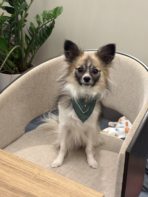 Nugget, an adoptable Papillon in Fort Collins, CO