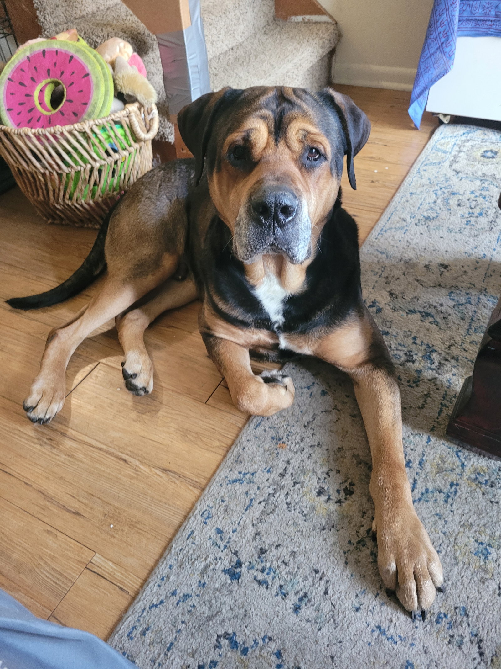 Zeus