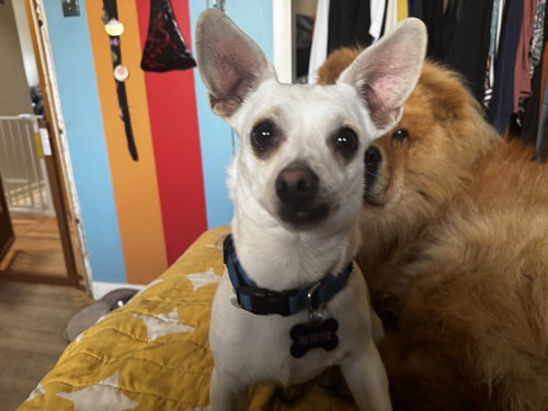Picasso, an adoptable Chihuahua in Fort Collins, CO