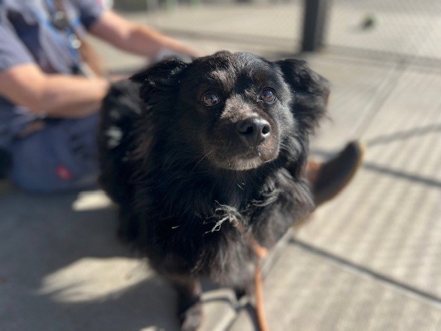 Pomeranian