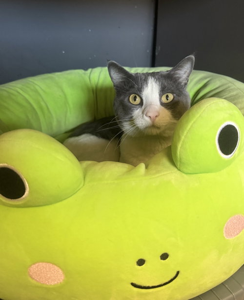 Catspian, an adoptable Domestic Short Hair in Fort Collins, CO