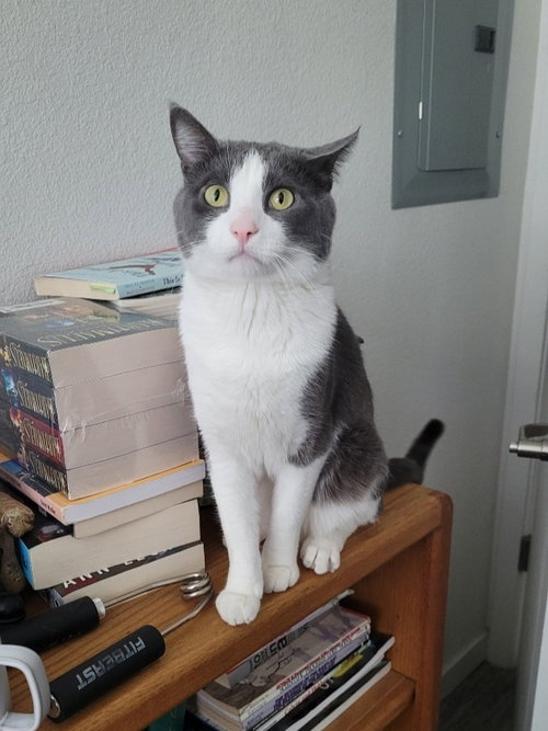 Catspian, an adoptable Domestic Short Hair in Fort Collins, CO