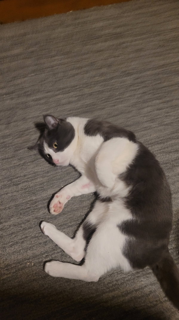 Catspian