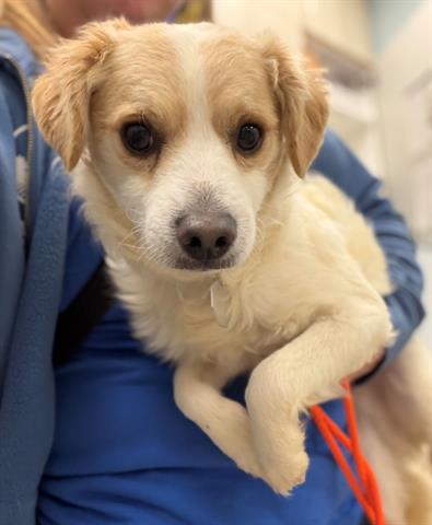 Havarti, an adoptable Terrier in Fort Collins, CO