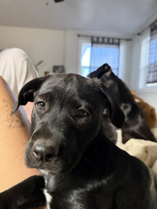 Roo, an adoptable Labrador Retriever in Fort Collins, CO