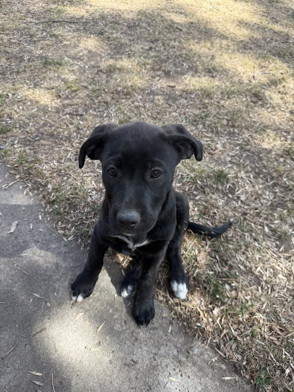 Roo