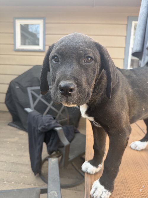 Tigger, an adoptable Unknown breed in Fort Collins, CO