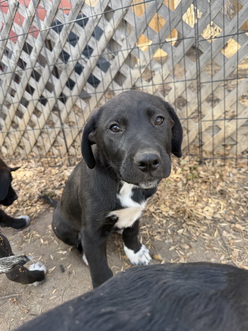 Chris Rob, an adoptable Unknown breed in Fort Collins, CO