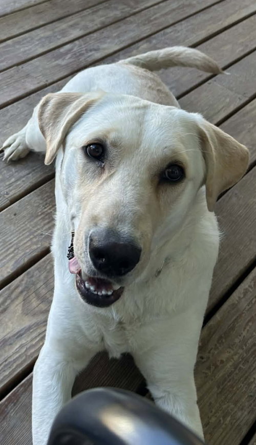 Rip, an adoptable Labrador Retriever in Fort Collins, CO