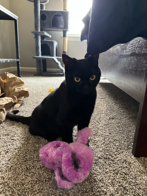 Cream, an adoptable Domestic Short Hair in Fort Collins, CO