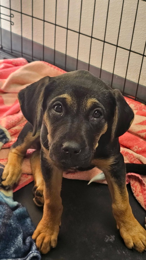 Kanga, an adoptable Unknown breed in Fort Collins, CO