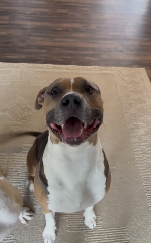 Zion, an adoptable Unknown breed in Fort Collins, CO