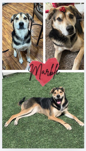 Marble, an adoptable Australian Shepherd in Fort Collins, CO