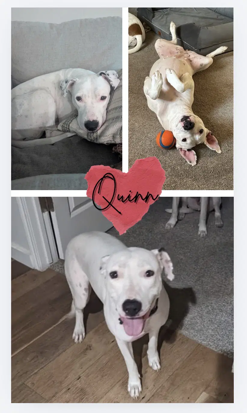 Quinn image 2