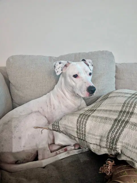 Quinn - Pit Bull Terrier