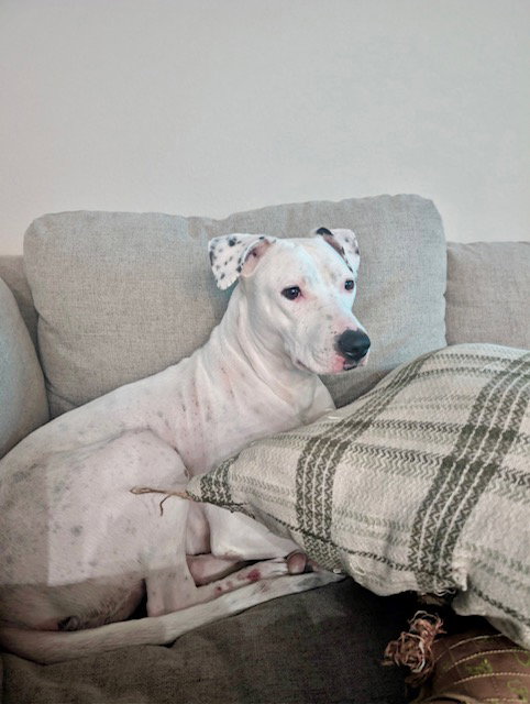 Quinn, a dog for adoption from Until They're Home