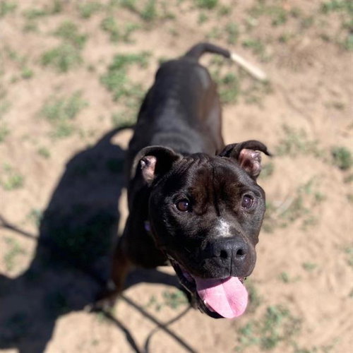 French Fry, an adoptable Pit Bull Terrier in Fort Collins, CO