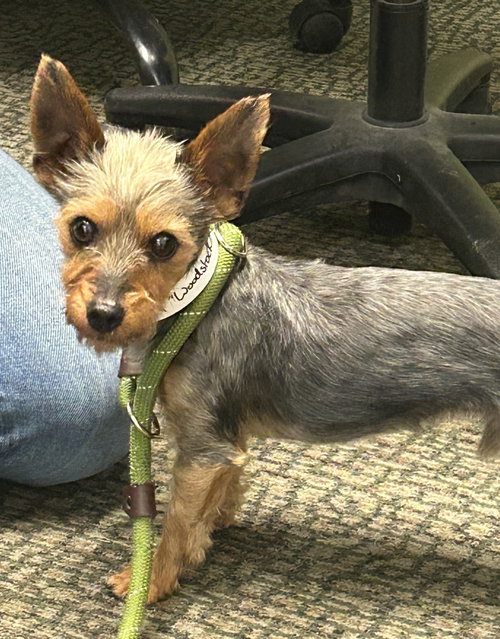 Woodstock, an adoptable Yorkshire Terrier Yorkie in Fort Collins, CO