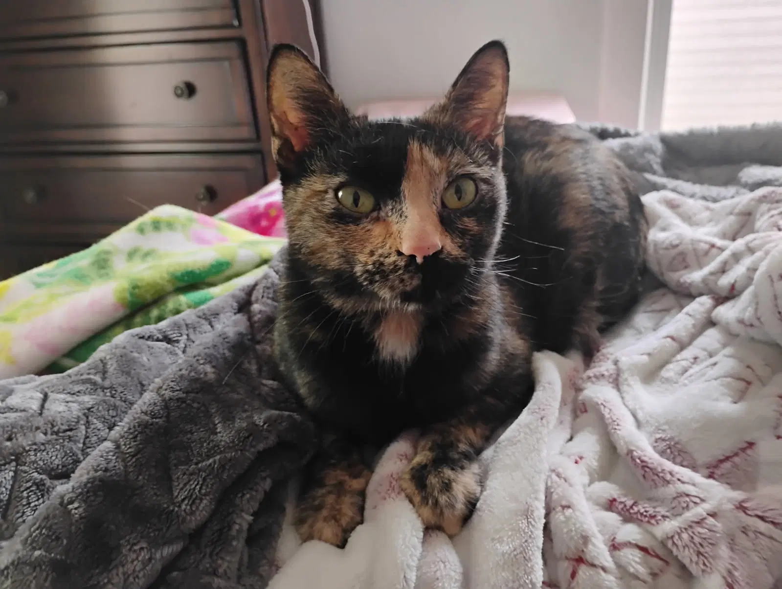 Squeaks - Domestic Short Hair