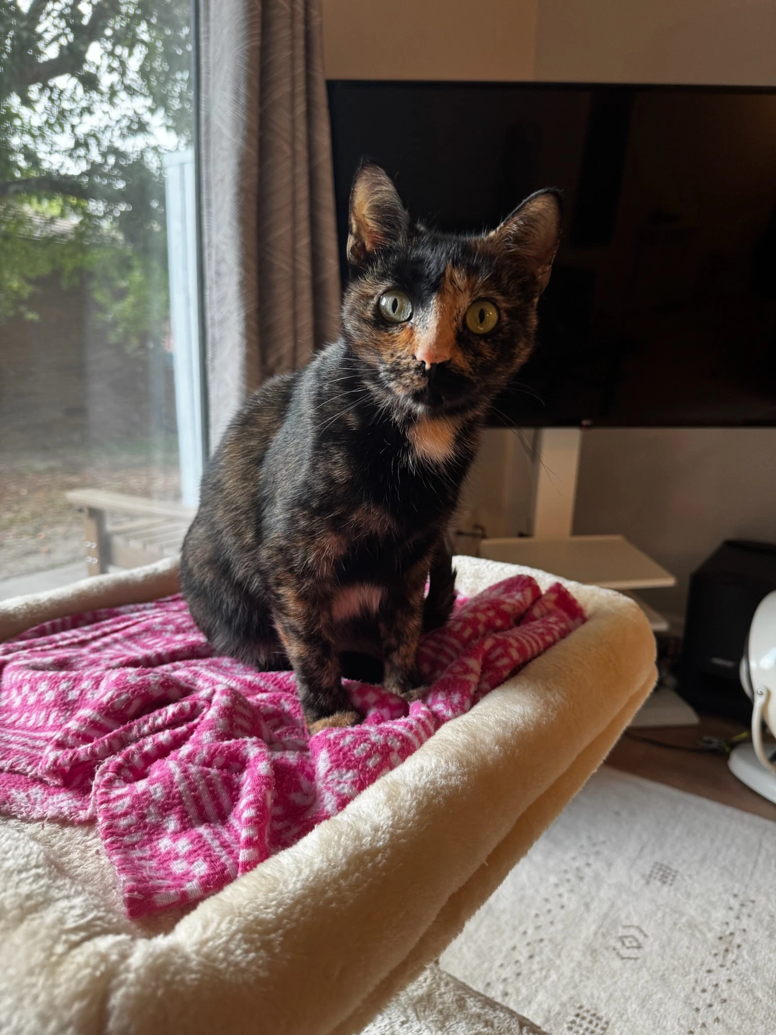 Stella