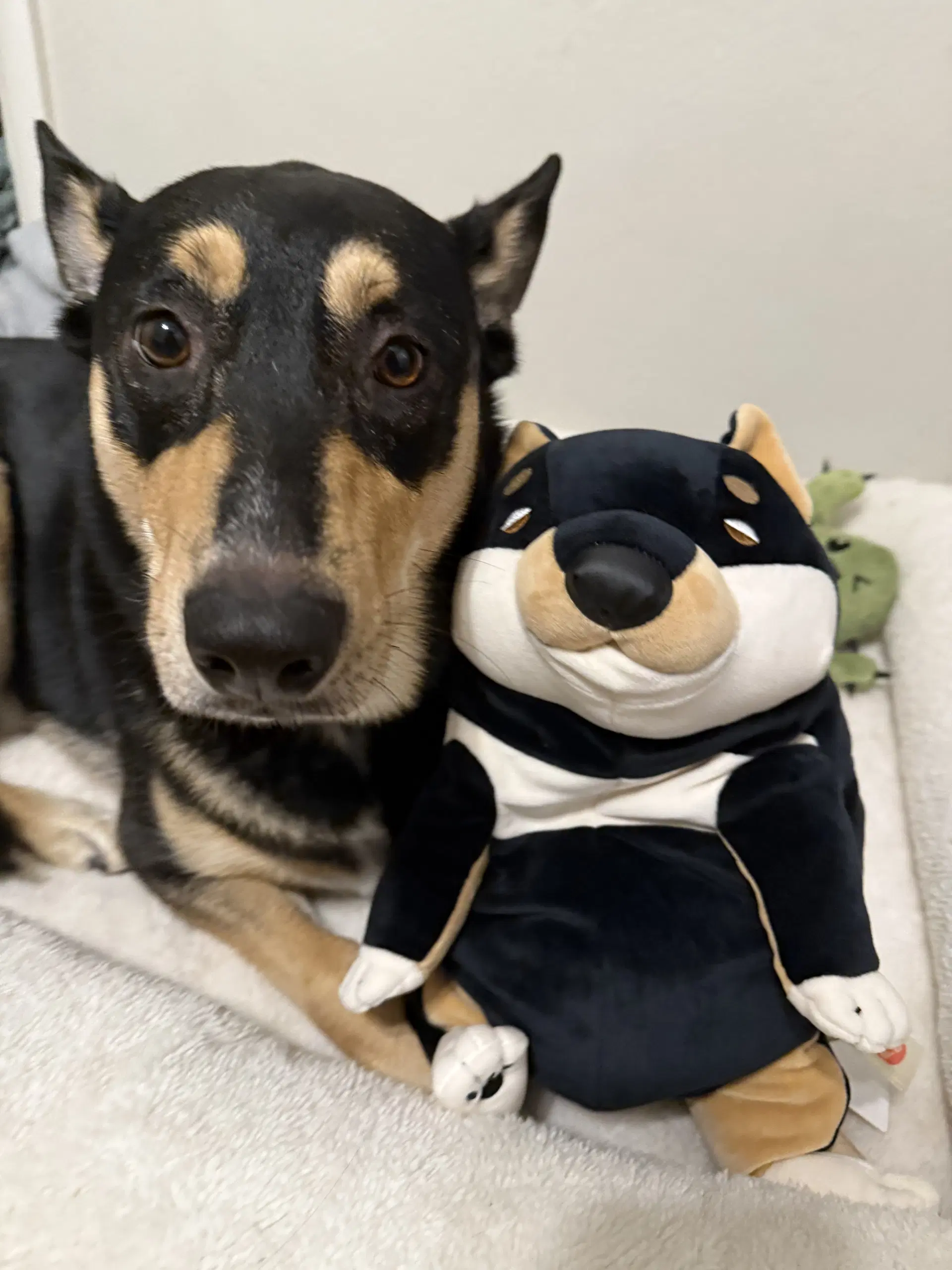 Luna Meatball - Shepherd