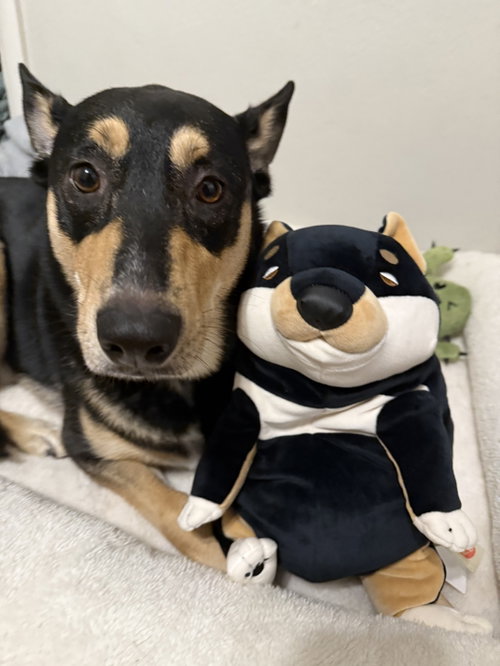 Luna Meatball, an adoptable Shepherd in Fort Collins, CO