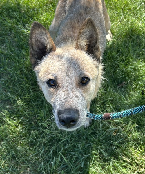 RJ, an adoptable Cattle Dog in Fort Collins, CO