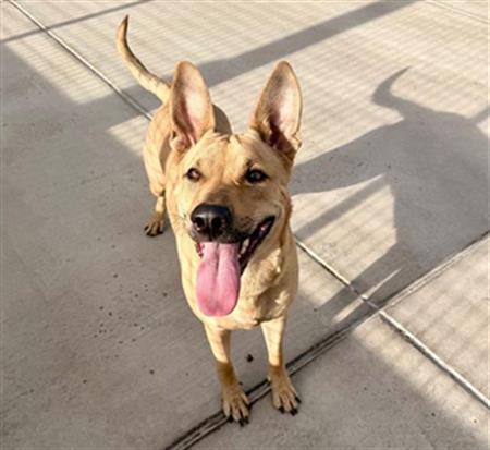 Liberty Biberty, an adoptable Black Mouth Cur in Fort Collins, CO