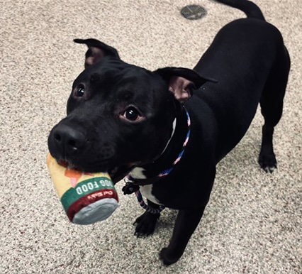 Rover, an adoptable Pit Bull Terrier in Fort Collins, CO