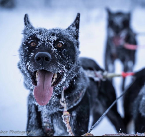 Sled Dogs, an adoptable Unknown breed in Fort Collins, CO