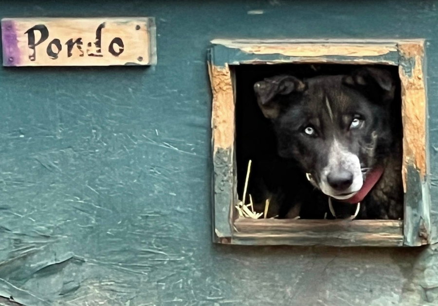 Sled Dogs