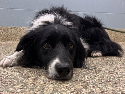 Koda Bear, an adoptable Border Collie in Fort Collins, CO