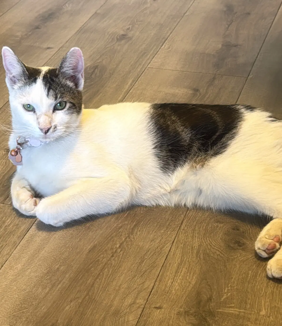 Monk - Domestic Short Hair