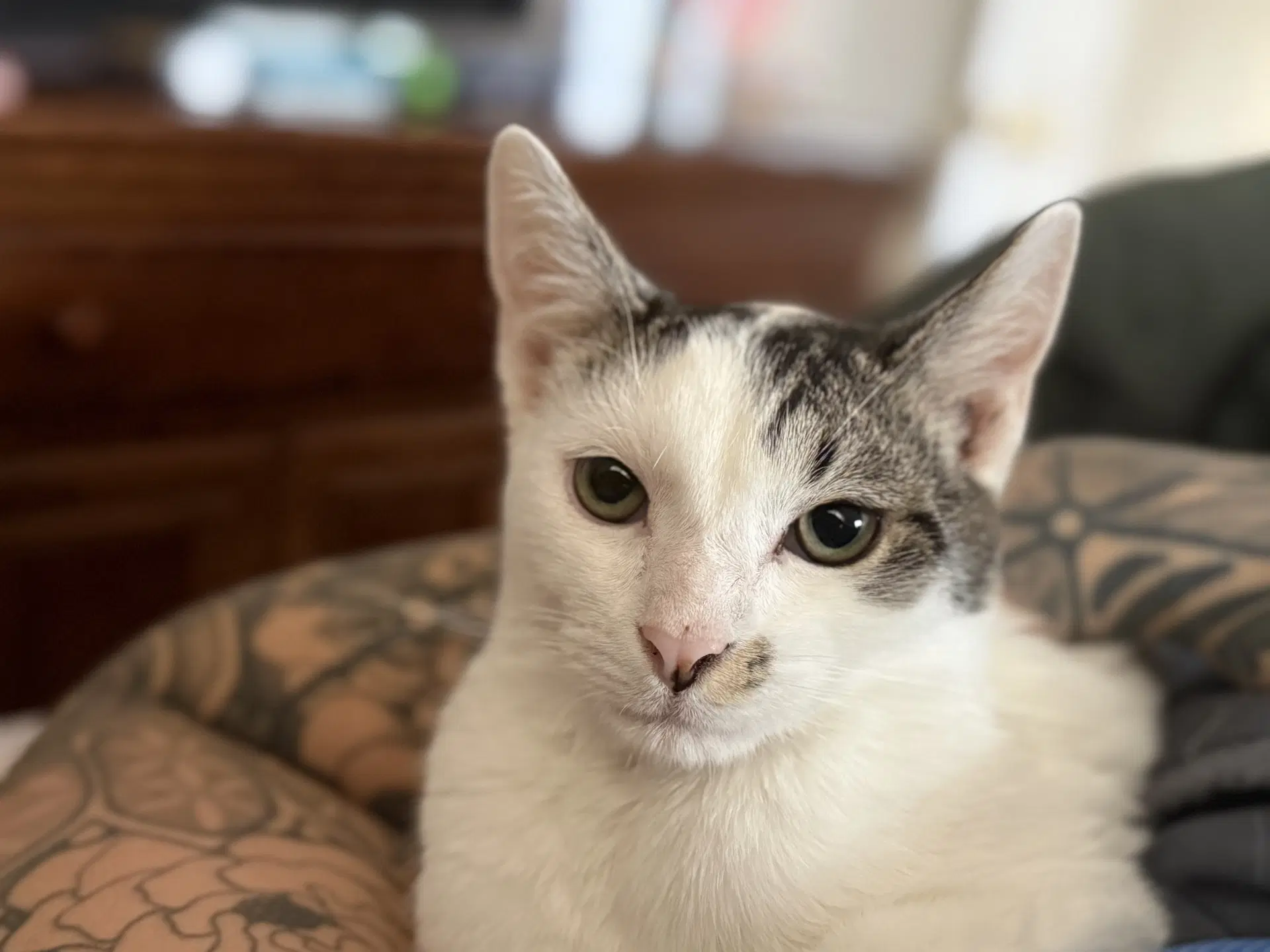 Monk - Domestic Short Hair