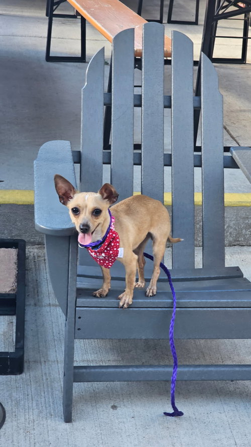 Cricket, a dog for adoption from Until They're Home