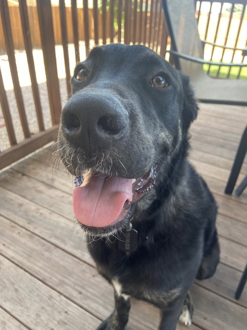 Dozer
