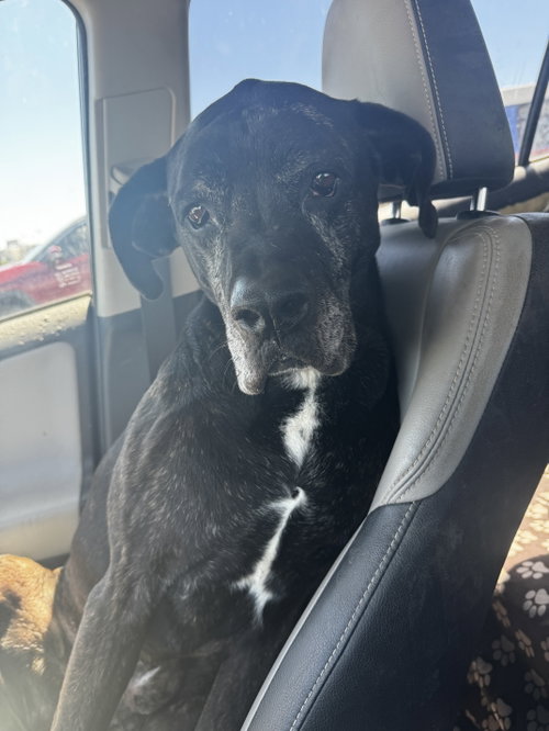 David Puddy, an adoptable Boxer in Fort Collins, CO