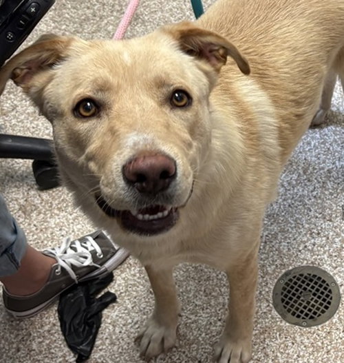 Angel, an adoptable German Shepherd Dog in Fort Collins, CO