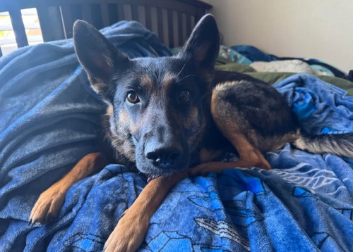 Kyber, an adoptable German Shepherd Dog in Fort Collins, CO