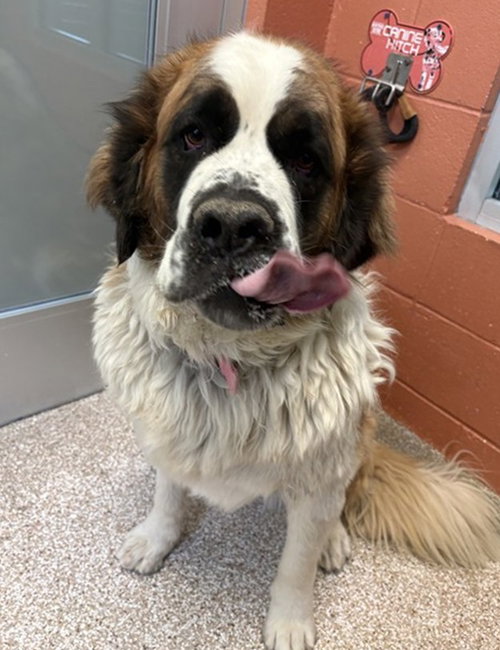 Shaylyn, an adoptable Saint Bernard in Fort Collins, CO