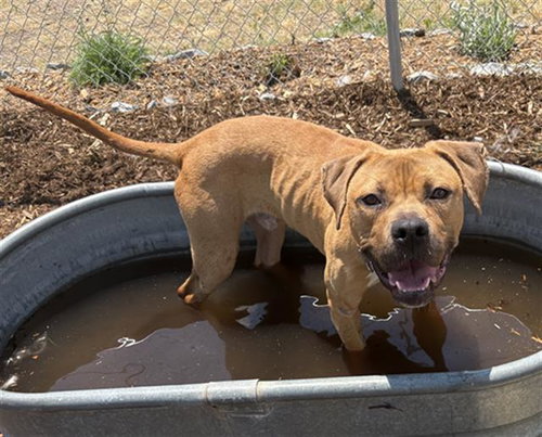 Boston Cream, an adoptable Pit Bull Terrier in Fort Collins, CO